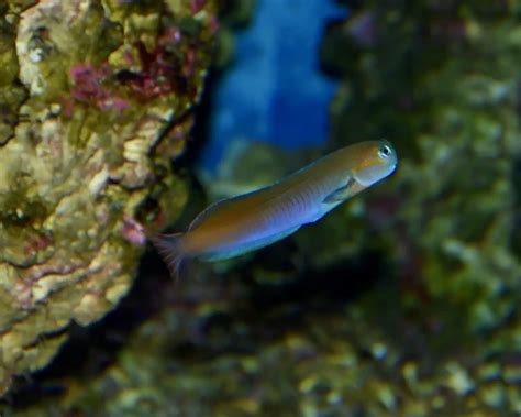 african midas blenny|Midas Blenny Facts and Photographs .